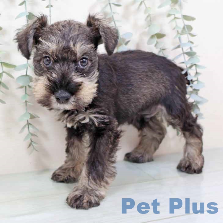 兵庫県のミニチュアシュナウザー (ペットプラス 明石店/2025年9月10日生まれ/男の子/ソルトペッパー)の子犬の2枚目の画像