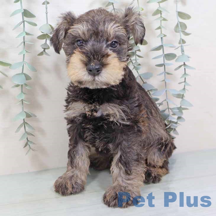 大阪府のミニチュアシュナウザー (ペットプラス りんくう泉南店/2025年9月10日生まれ/男の子/ソルトペッパー)の子犬の1枚目の画像