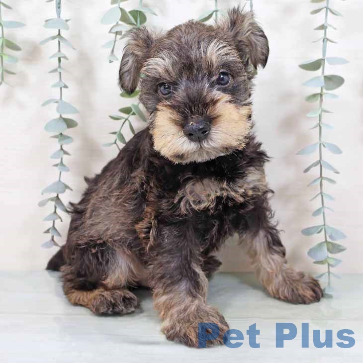 大阪府のミニチュアシュナウザー (ペットプラス りんくう泉南店/2025年9月10日生まれ/男の子/ソルトペッパー)の子犬の2枚目の画像