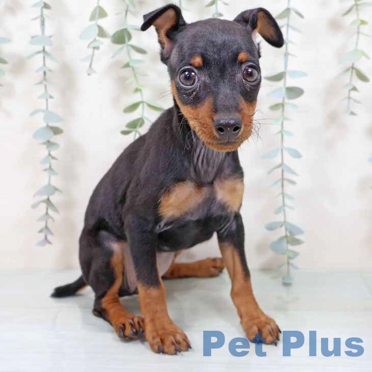 ミニチュア・ピンシャー