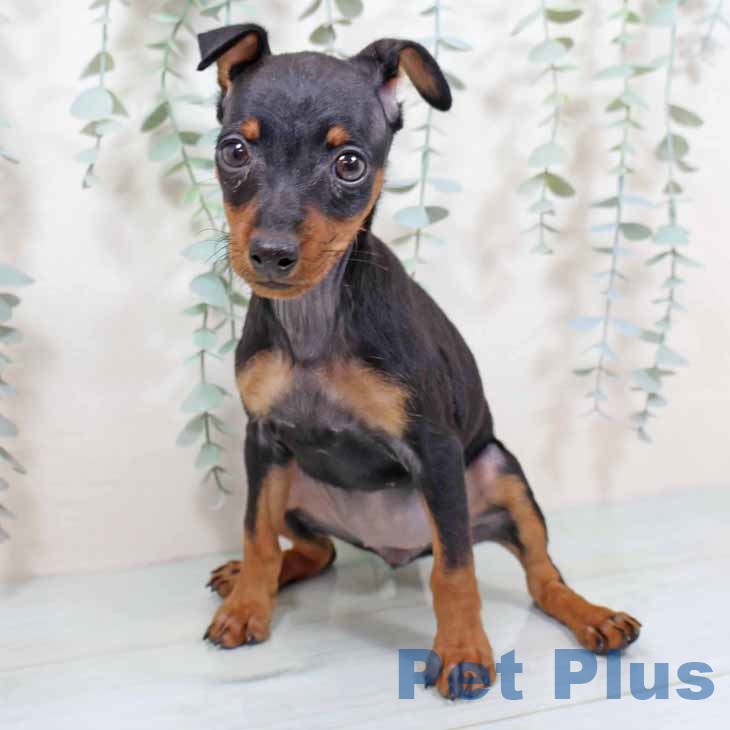 ミニチュア・ピンシャーの写真2