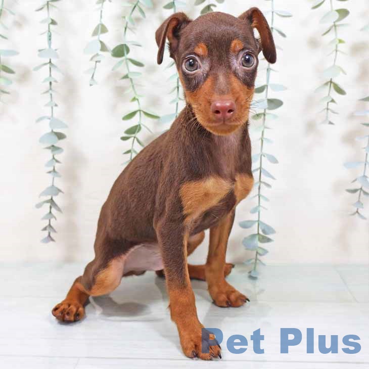 大阪府のミニチュアピンシャー (ペットプラス りんくう泉南店/2025年9月3日生まれ/男の子/チョコレートタン)の子犬の1枚目の画像