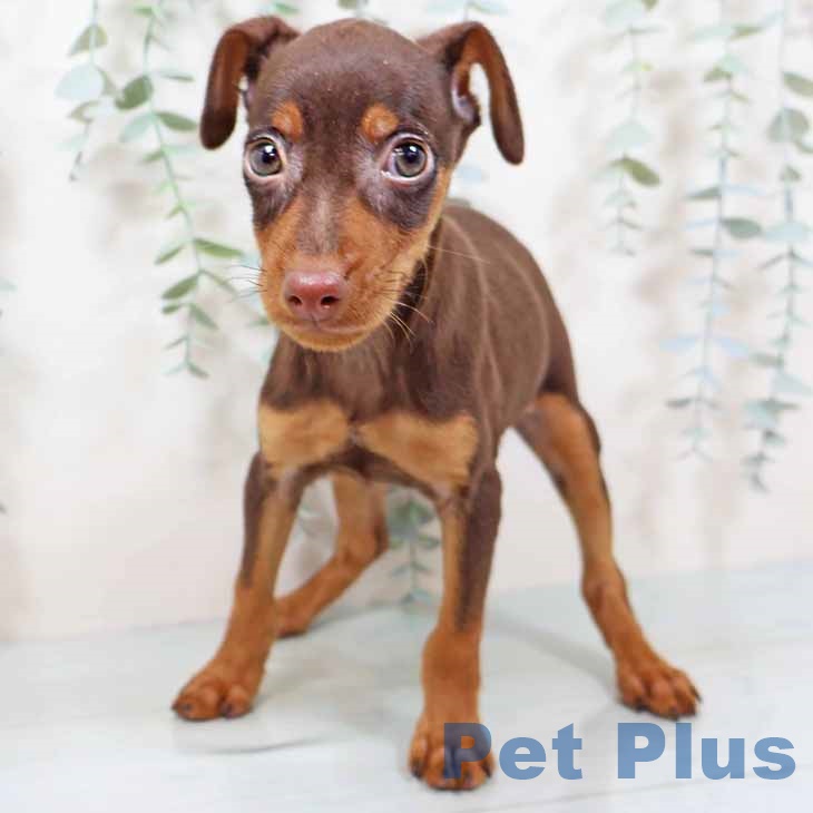 大阪府のミニチュアピンシャー (ペットプラス りんくう泉南店/2025年9月3日生まれ/男の子/チョコレートタン)の子犬の2枚目の画像