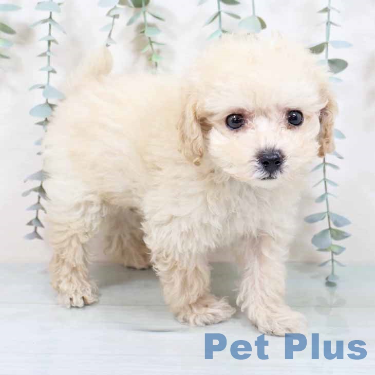 大阪府のトイプードル(トイ) (ペットプラス ららぽーと和泉店/2025年9月9日生まれ/男の子/ペールフォーン)の子犬の1枚目の画像