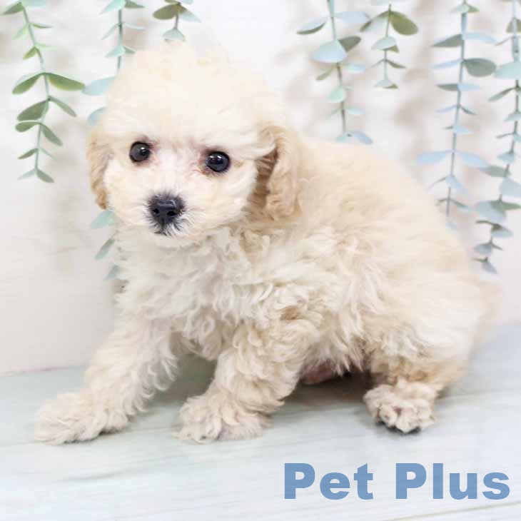 大阪府のトイプードル(トイ) (ペットプラス ららぽーと和泉店/2025年9月9日生まれ/男の子/ペールフォーン)の子犬の2枚目の画像