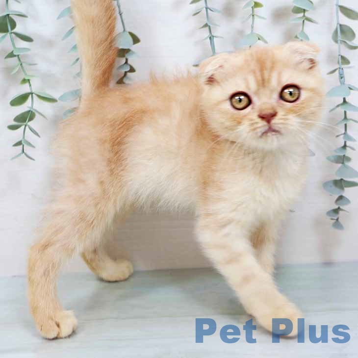 スコティッシュフォールド