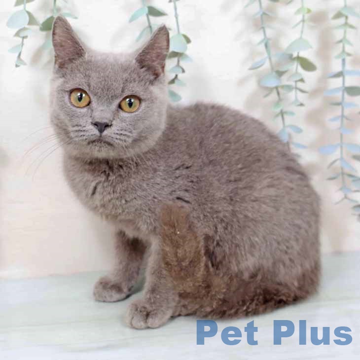 大阪府のブリティッシュショートヘアー (ペットプラス りんくう泉南店/2025年8月29日生まれ/男の子/ブルー)の子猫の1枚目の画像