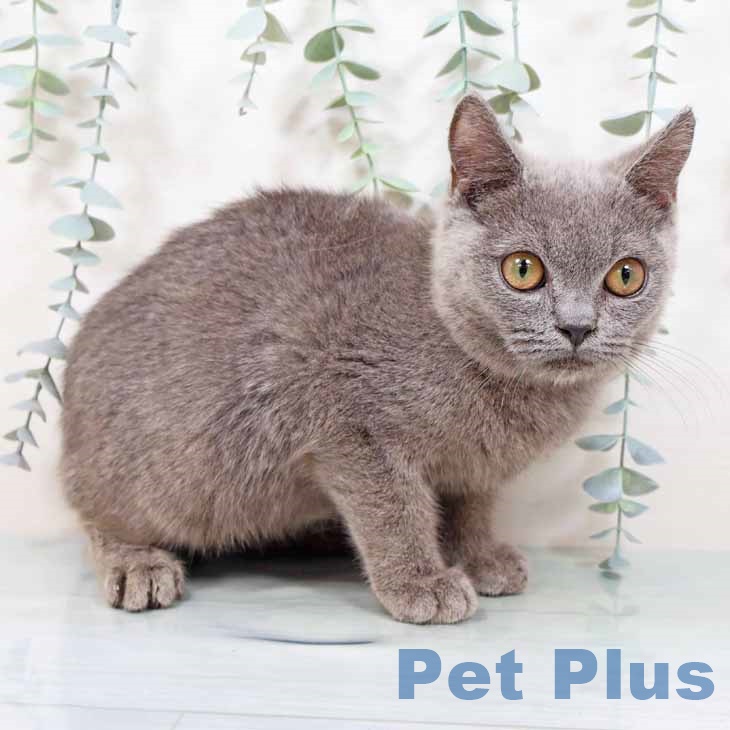 大阪府のブリティッシュショートヘアー (ペットプラス りんくう泉南店/2025年8月29日生まれ/男の子/ブルー)の子猫の2枚目の画像