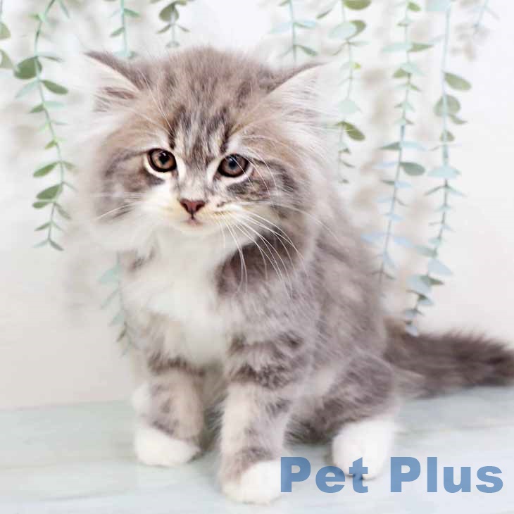 大阪府のスコティッシュフォールド (ペットプラス りんくう泉南店/2025年9月6日生まれ/男の子/ブルータビーホワイト)の子猫の1枚目の画像