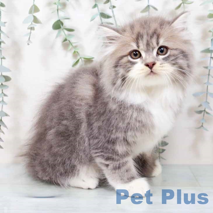 大阪府のスコティッシュフォールド (ペットプラス りんくう泉南店/2025年9月6日生まれ/男の子/ブルータビーホワイト)の子猫の2枚目の画像