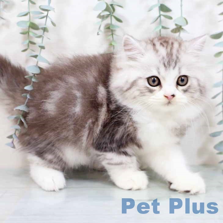 スコティッシュフォールド