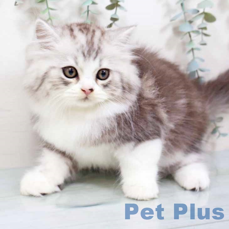 スコティッシュフォールドの写真2