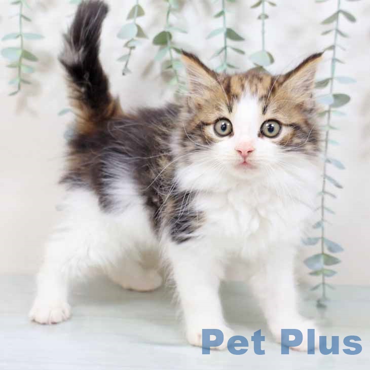 兵庫県のノルウェージャンフォレストキャット (ペットプラス 姫路大津店/2025年9月5日生まれ/男の子/ブラウンタビーホワイト)の子猫の1枚目の画像