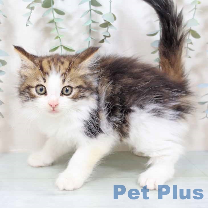 兵庫県のノルウェージャンフォレストキャット (ペットプラス 姫路大津店/2025年9月5日生まれ/男の子/ブラウンタビーホワイト)の子猫の2枚目の画像