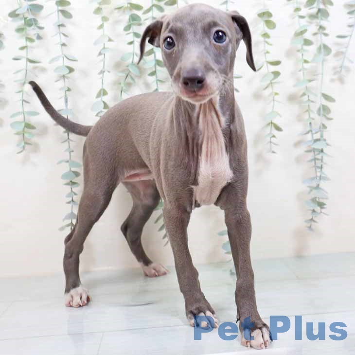 イタリアン・グレーハウンド