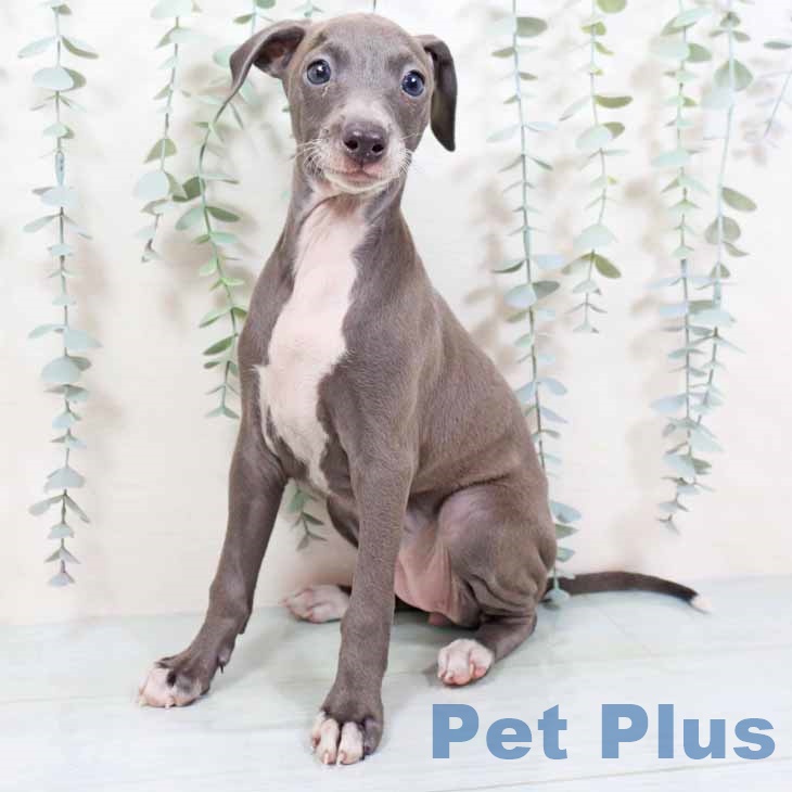 イタリアン・グレーハウンドの写真2