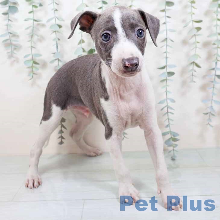 イタリアン・グレーハウンド