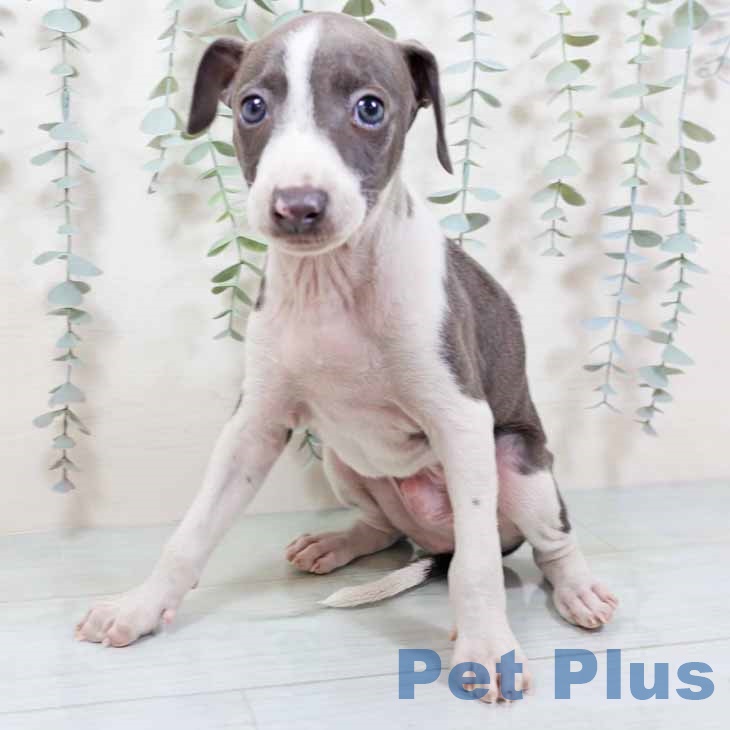 イタリアン・グレーハウンド