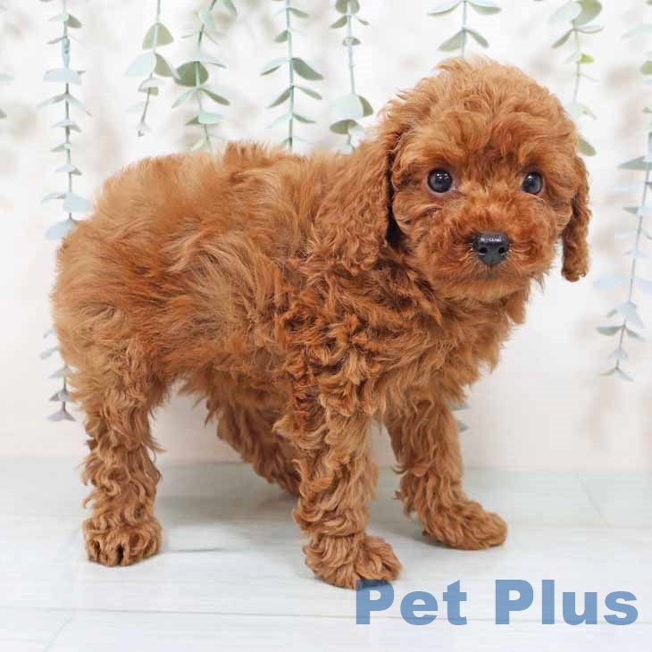 トイ・プードル