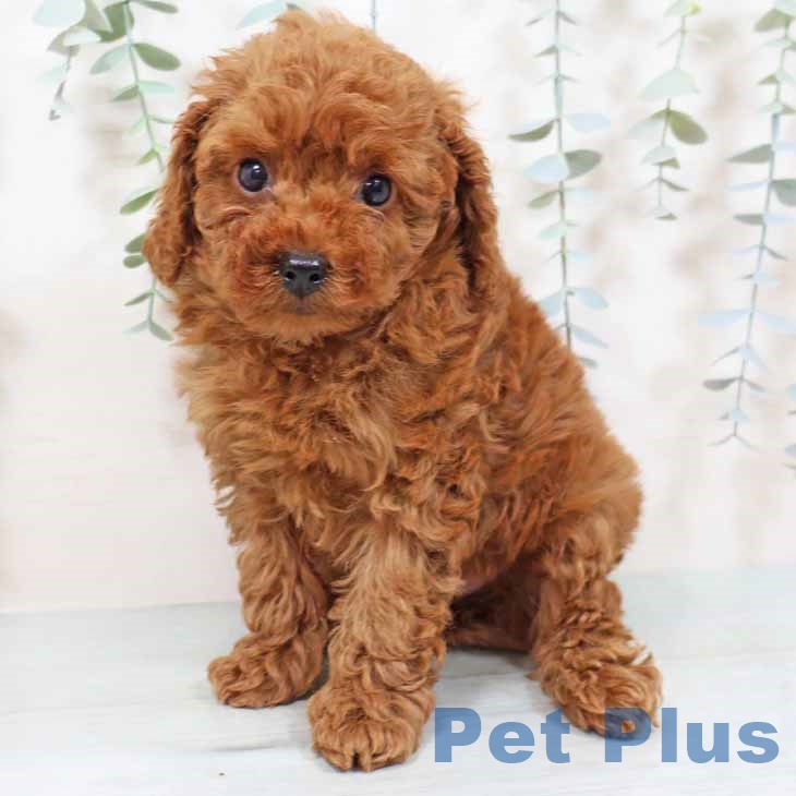 大阪府のトイプードル(トイ) (ペットプラス ららぽーと和泉店/2025年9月7日生まれ/女の子/レッドフォーン)の子犬の2枚目の画像