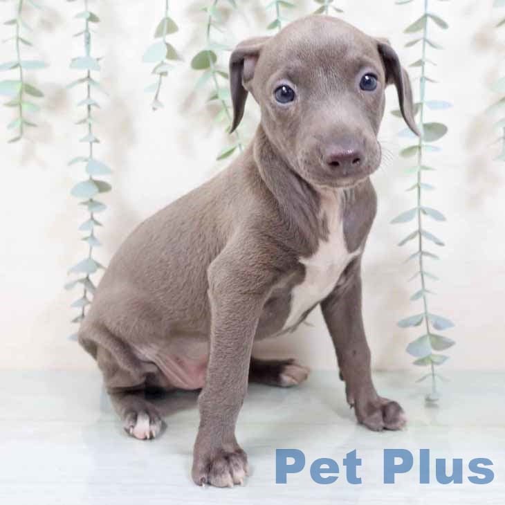 イタリアン・グレーハウンド