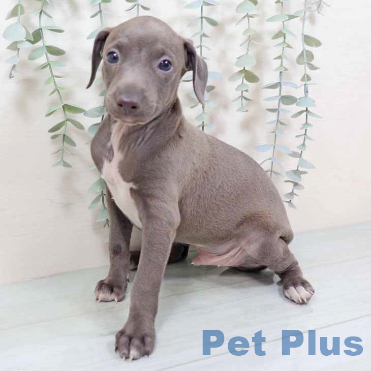 イタリアン・グレーハウンド