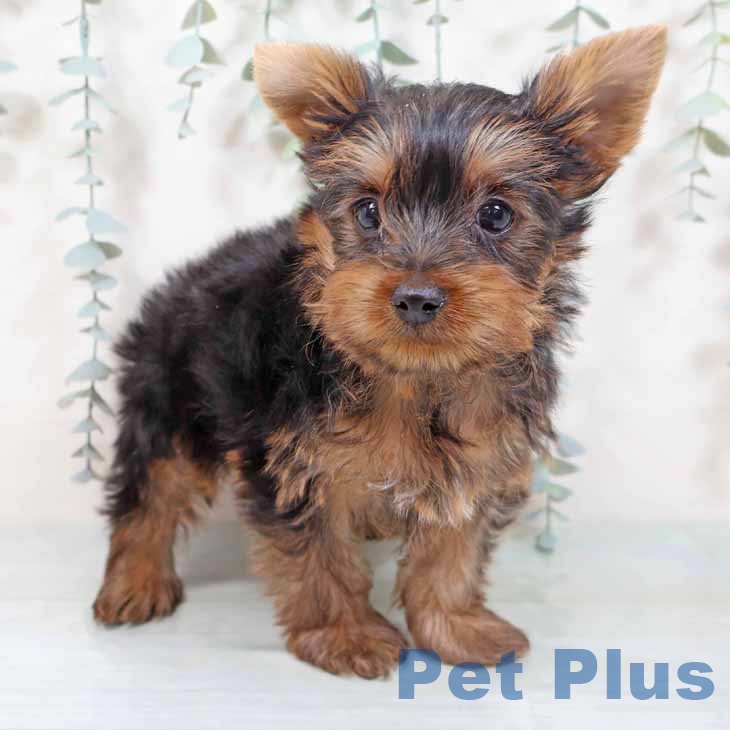 ヨークシャー・テリア