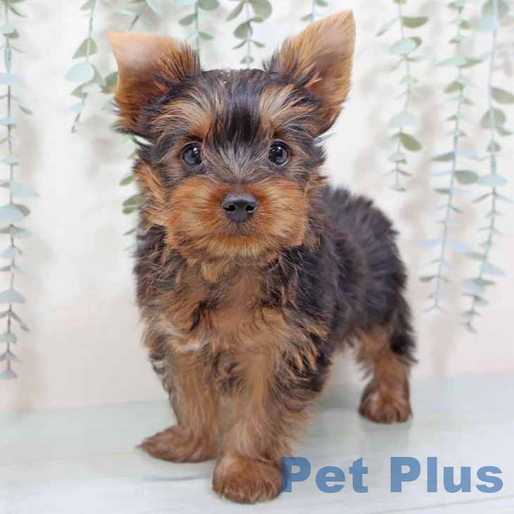 ヨークシャー・テリア