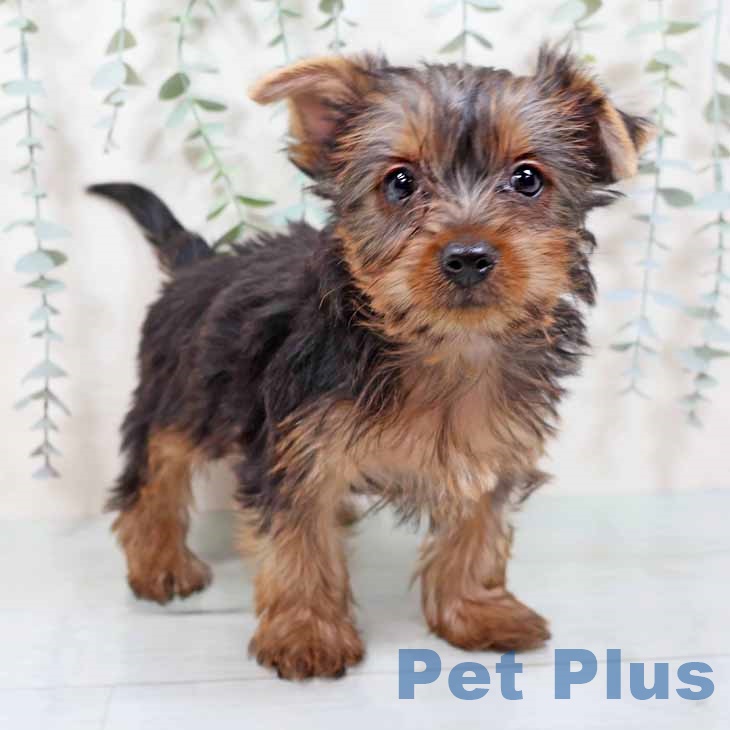 和歌山県のヨークシャーテリア (ペットプラス 和歌山店/2025年9月11日生まれ/女の子/スチールブルータン)の子犬の1枚目の画像