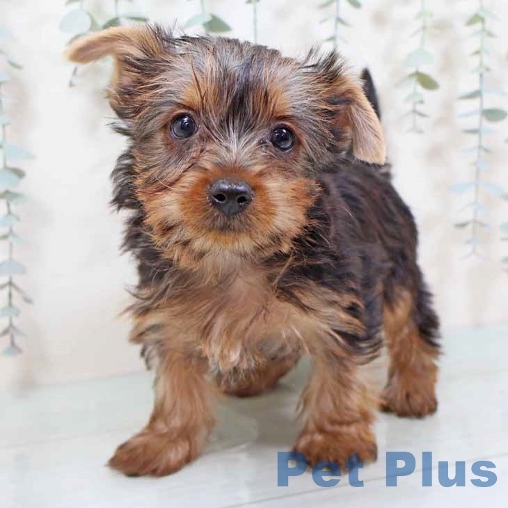 和歌山県のヨークシャーテリア (ペットプラス 和歌山店/2025年9月11日生まれ/女の子/スチールブルータン)の子犬の2枚目の画像
