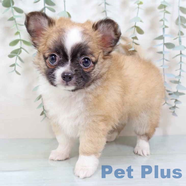 大阪府のチワワ(ロング) (ペットプラス 堺鉄砲町店/2025年9月11日生まれ/男の子/レッドホワイト)の子犬の1枚目の画像