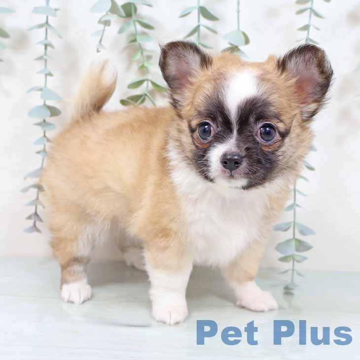 大阪府のチワワ(ロング) (ペットプラス 堺鉄砲町店/2025年9月11日生まれ/男の子/レッドホワイト)の子犬の2枚目の画像