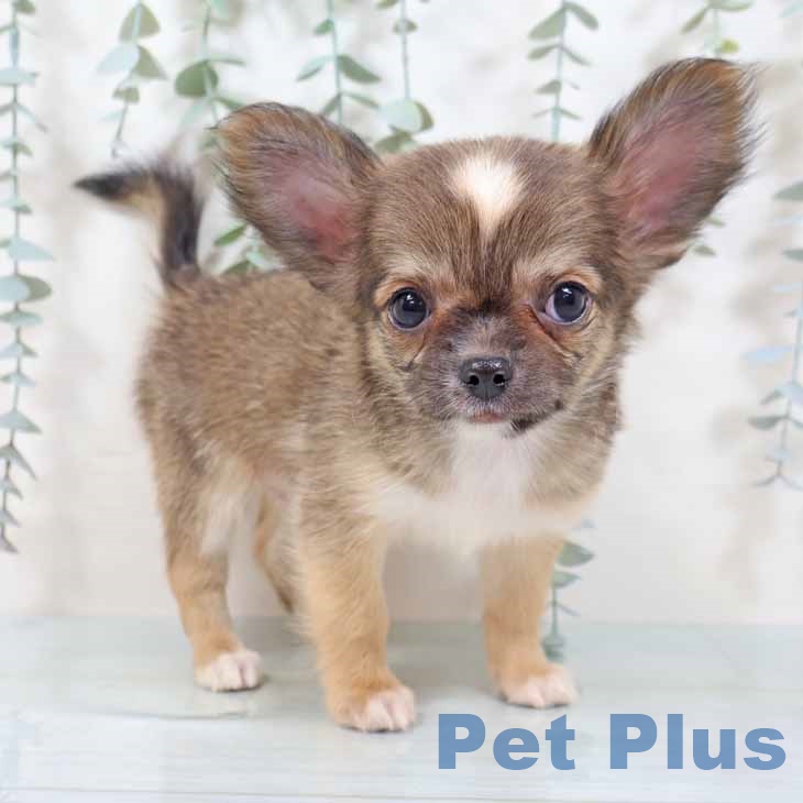 奈良県のチワワ(ロング) (ペットプラス 大和郡山店/2025年9月11日生まれ/男の子/レッドホワイト)の子犬の1枚目の画像