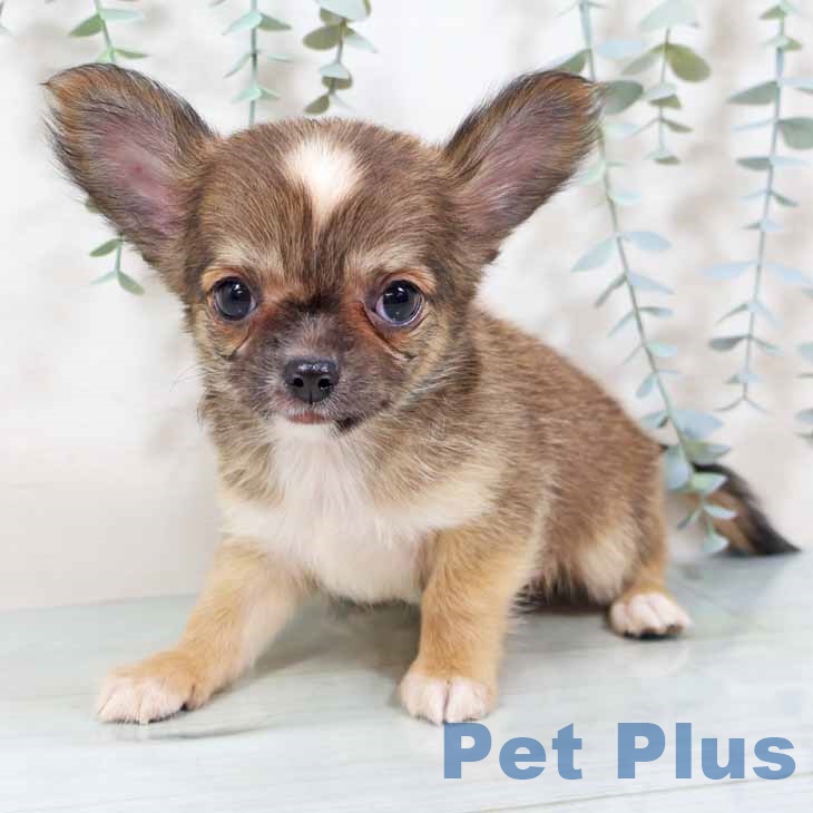 奈良県のチワワ(ロング) (ペットプラス 大和郡山店/2025年9月11日生まれ/男の子/レッドホワイト)の子犬の2枚目の画像