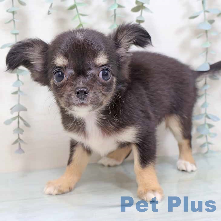 京都府のチワワ(ロング) (ペットプラス 京都桂川店/2025年9月11日生まれ/女の子/ブラックタン)の子犬