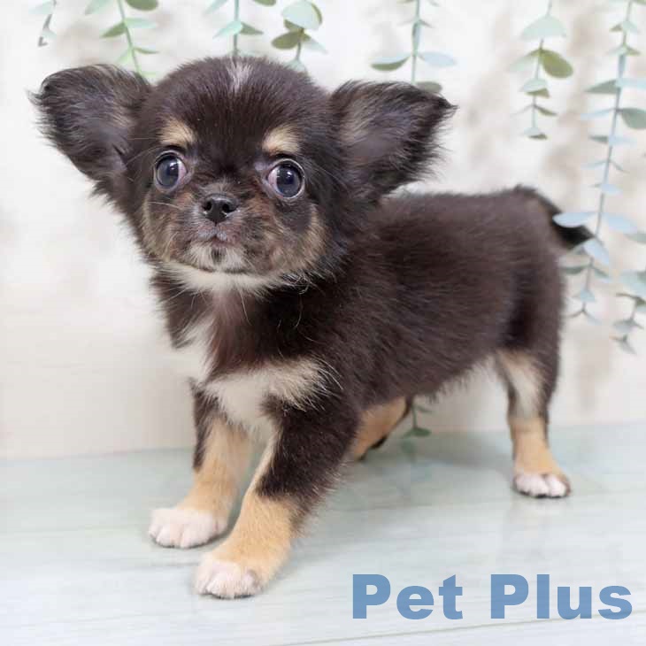 京都府のチワワ(ロング) (ペットプラス 京都桂川店/2025年9月11日生まれ/女の子/ブラックタンホワイト)の子犬の1枚目の画像