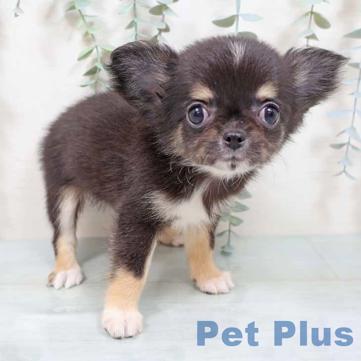 京都府のチワワ(ロング) (ペットプラス 京都桂川店/2025年9月11日生まれ/女の子/ブラックタンホワイト)の子犬の2枚目の画像