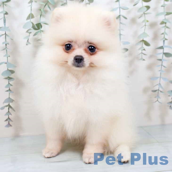 大阪府のポメラニアン (ペットプラス ららぽーと和泉店/2025年8月29日生まれ/女の子/ホワイト)の子犬の1枚目の画像