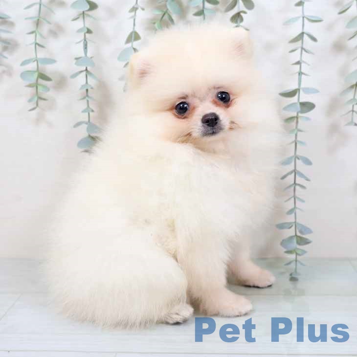 大阪府のポメラニアン (ペットプラス ららぽーと和泉店/2025年8月29日生まれ/女の子/ホワイト)の子犬の2枚目の画像