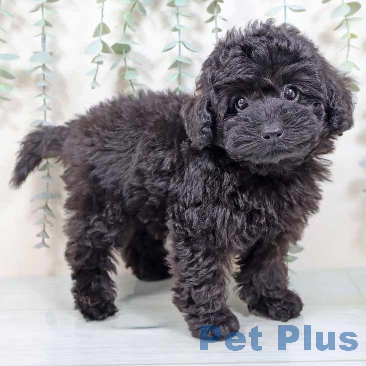 トイ・プードル