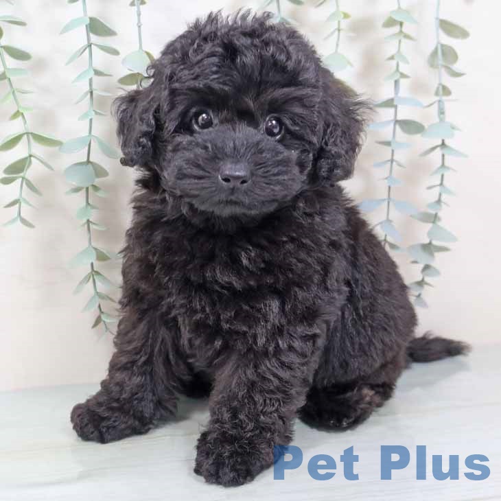 トイ・プードル