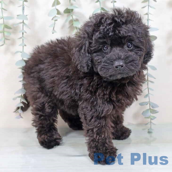 京都府のトイプードル(トイ) (ペットプラス 京都桂川店/2025年9月8日生まれ/女の子/ブラック)の子犬