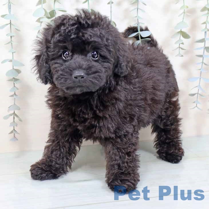 京都府のトイプードル(トイ) (ペットプラス 京都桂川店/2025年9月8日生まれ/女の子/ブラック)の子犬の2枚目の画像