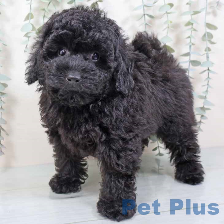 兵庫県のトイプードル(トイ) (ペットプラス 神戸三宮店/2025年9月3日生まれ/男の子/ブラック)の子犬の1枚目の画像