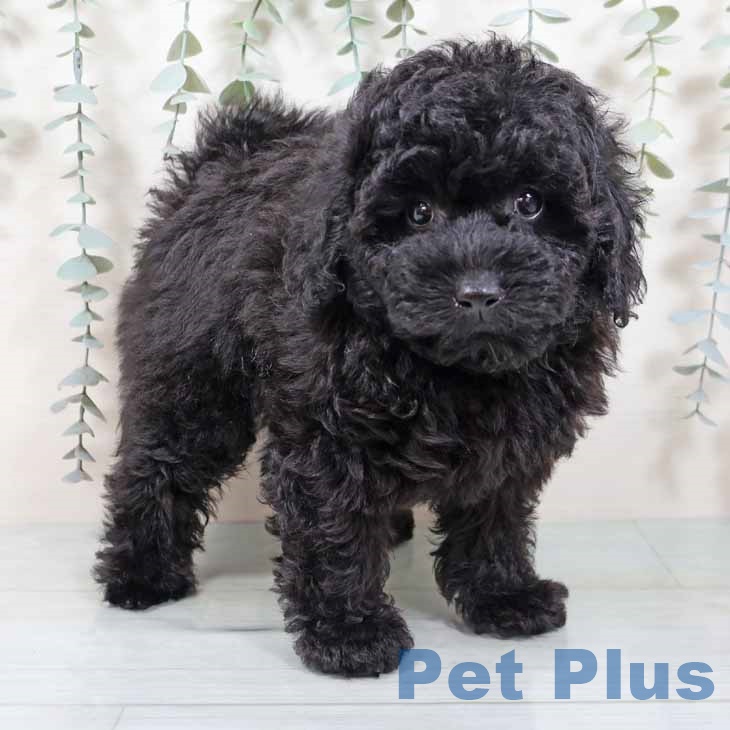 兵庫県のトイプードル(トイ) (ペットプラス 神戸三宮店/2025年9月3日生まれ/男の子/ブラック)の子犬の2枚目の画像