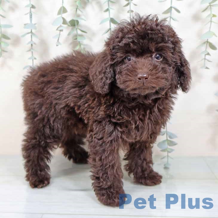 トイ・プードル