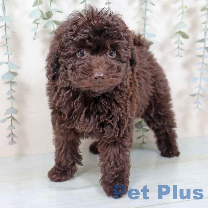 トイ・プードルの写真2