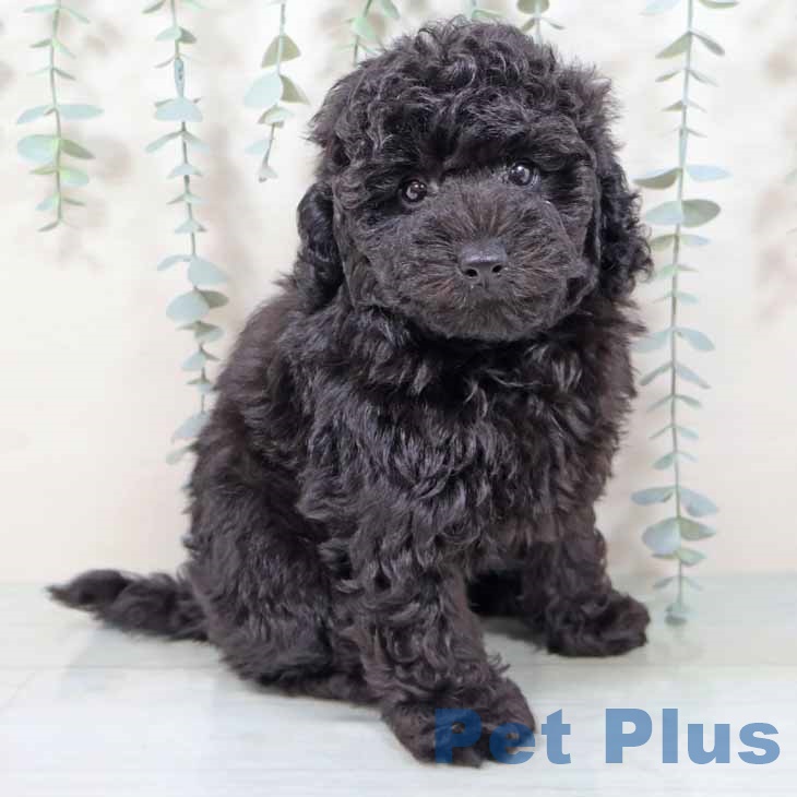 トイ・プードル