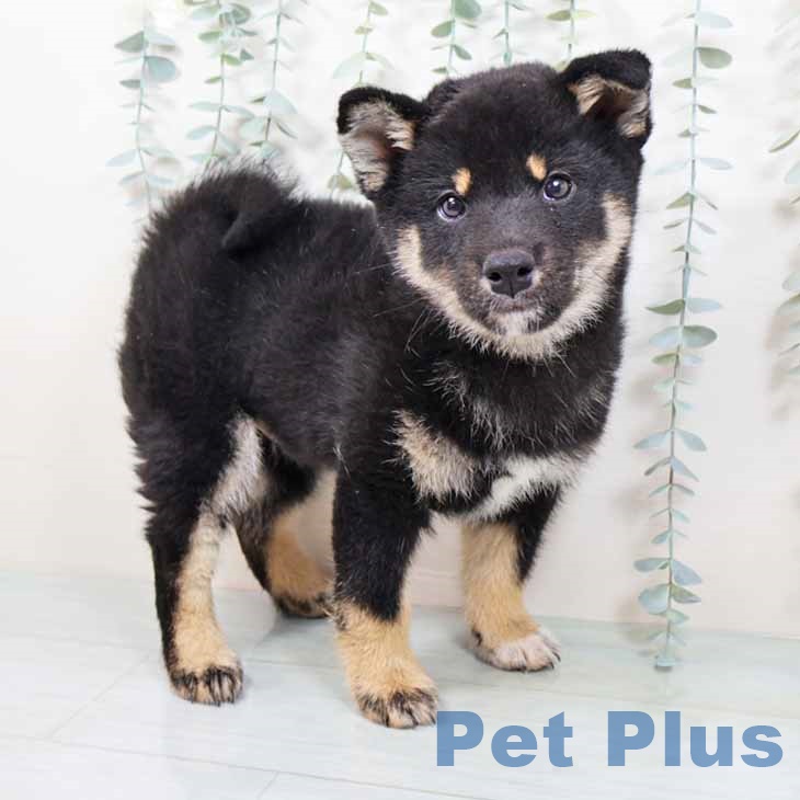 和歌山県の柴犬(標準サイズ) (ペットプラス 和歌山店/2025年9月10日生まれ/男の子/黒)の子犬