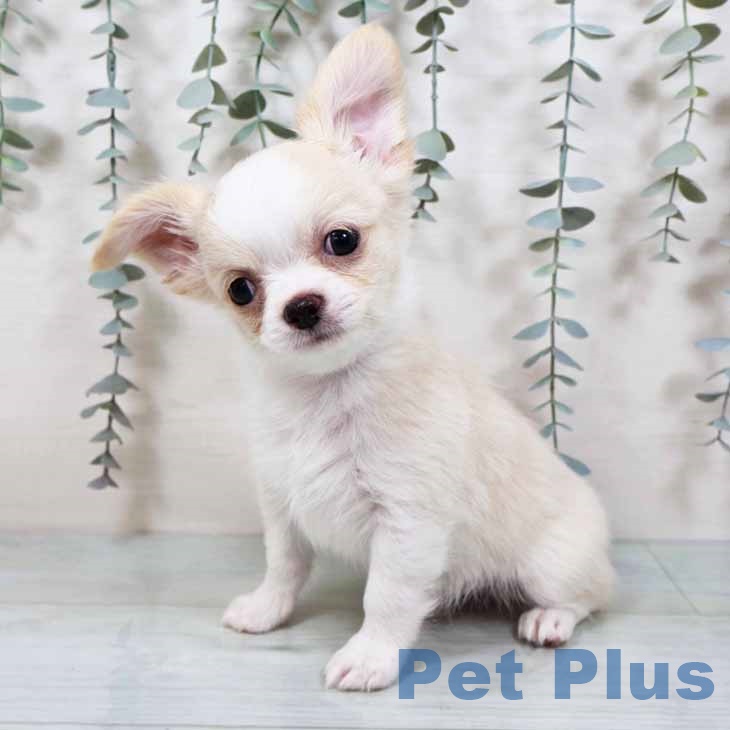 大阪府のチワワ(ロング) (ペットプラス ららぽーと和泉店/2025年9月12日生まれ/男の子/クリームホワイト)の子犬